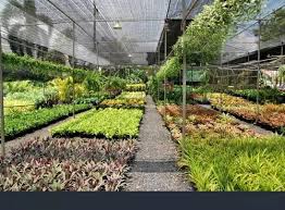 Prakutis Nursery
