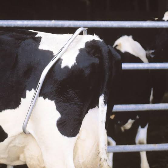 Cow Anti Kick Bar