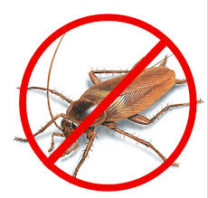 Cockroach Removal — Royal Pest Control